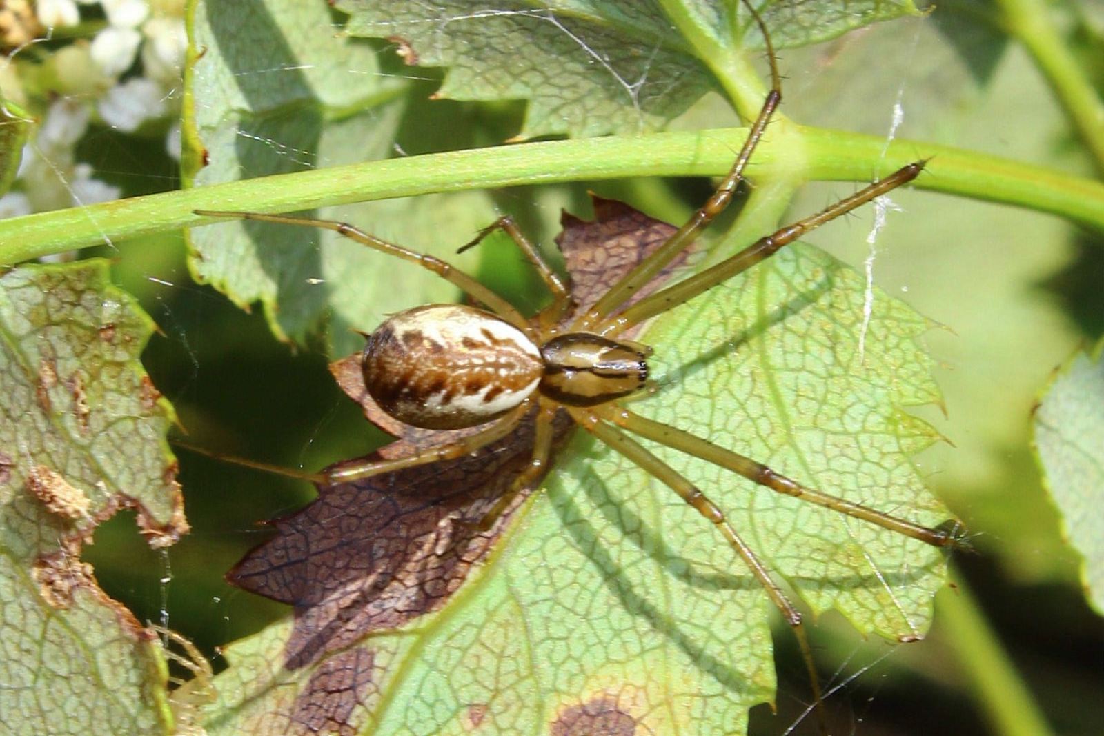 Coppia di Linyphia triangularis - M. Fasce (GE)